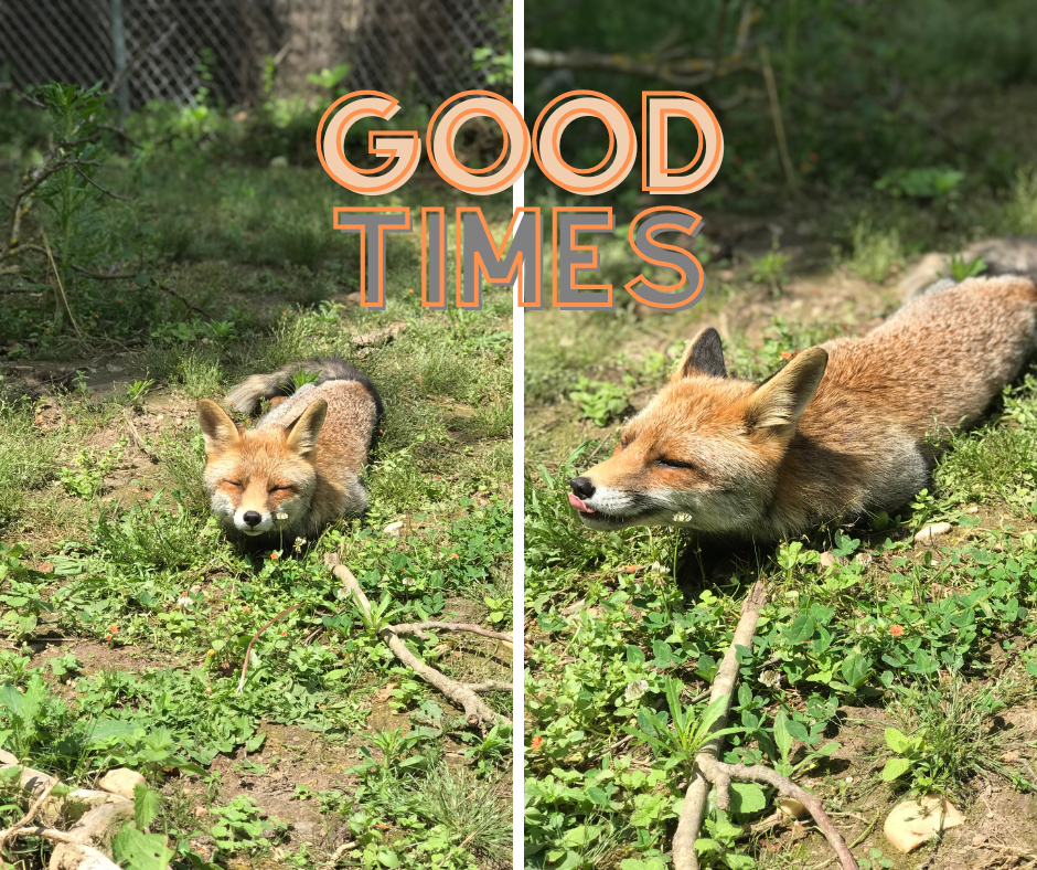 Ouverture du Refuge, retour sur les&nbsp;étapes