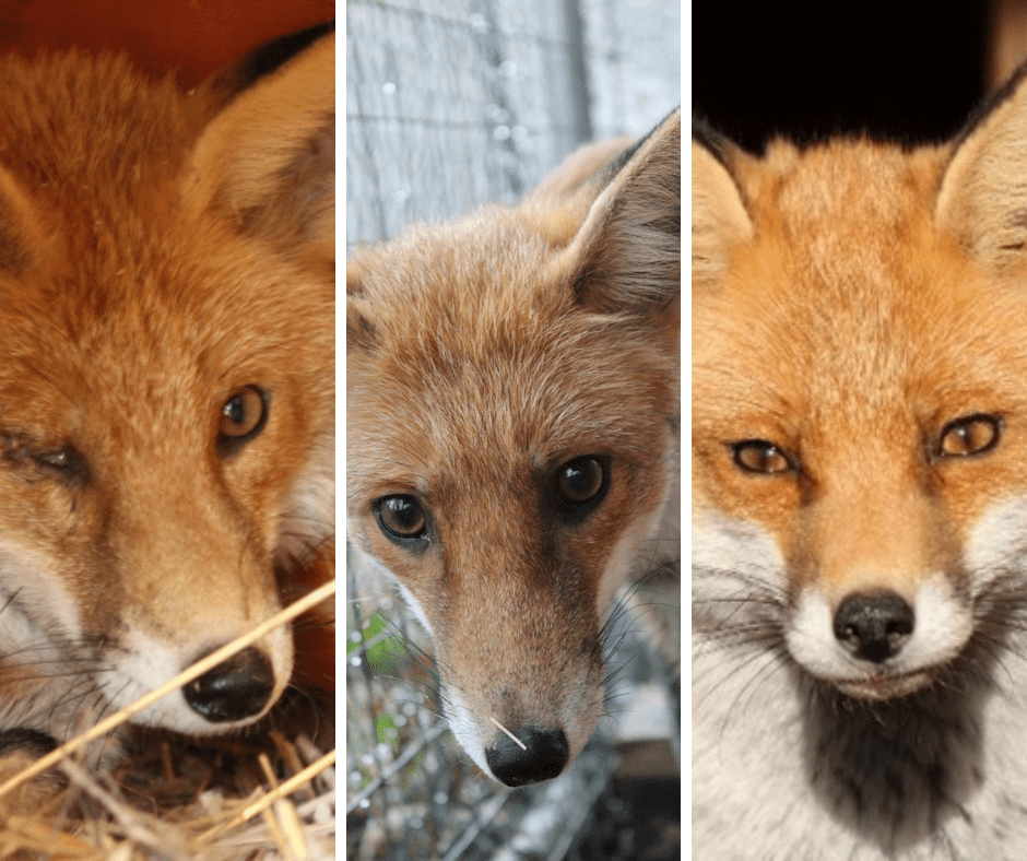 Agrandissement de l&rsquo;enclos terminé&nbsp;!