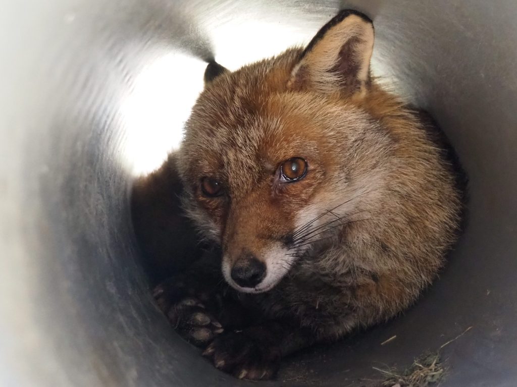 Le dernier pensionnaire du Clos est&nbsp;arrivé!